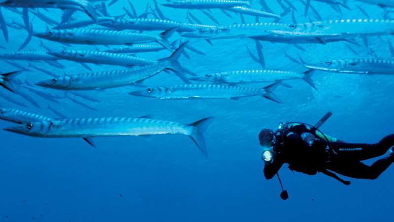 Baptême de plongée : Une aventure bleue